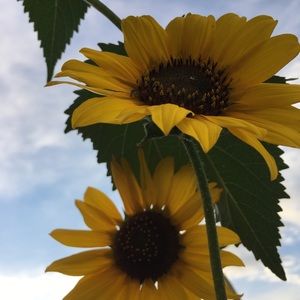 Meet your Posher, Susie